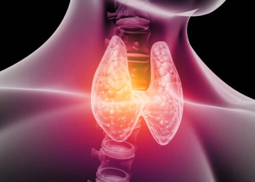 Thyroid Function